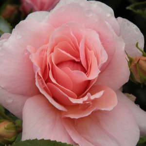  Chewgentpeach - pink - bed and borders rose - grandiflora - floribunda